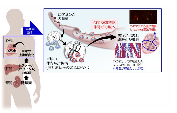 coq10は糖尿病に役立ちますか？